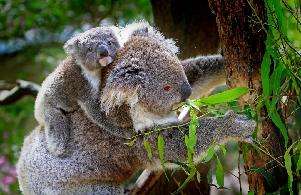 koala with baby