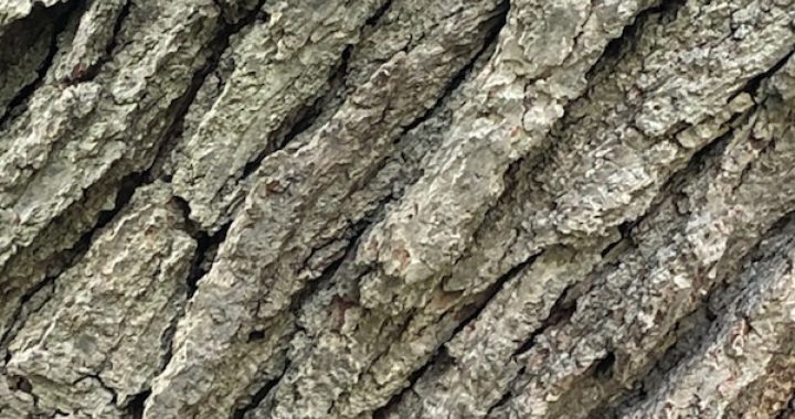 close up of oak tree bark